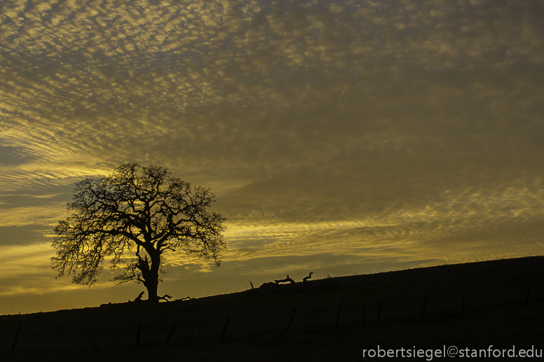 oak tree at sunset